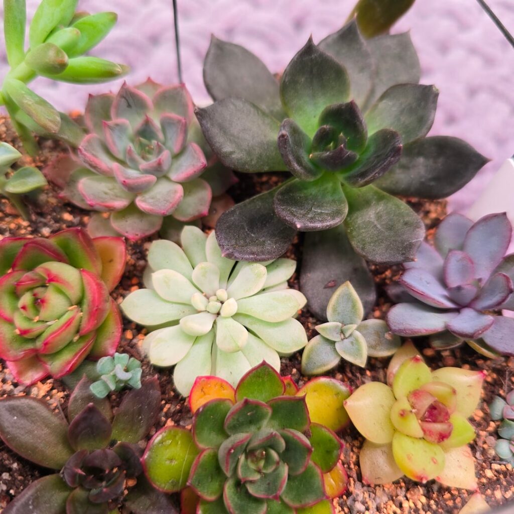 My most recent echeveria arrangement