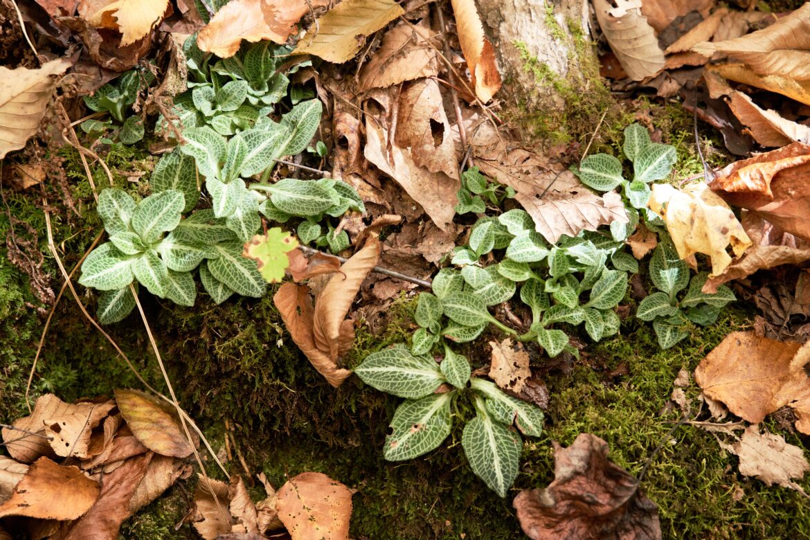 Goodyera pubescens - my friendly neighborhood orchid - western Virginia