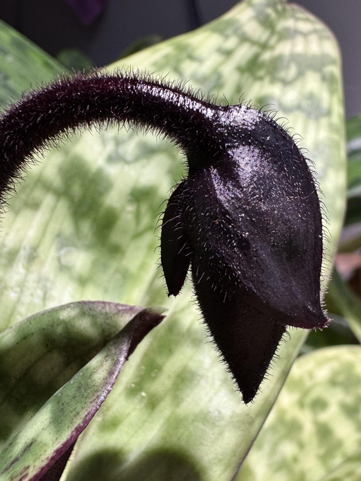 NoID Paphiopedilum flower spike with bud