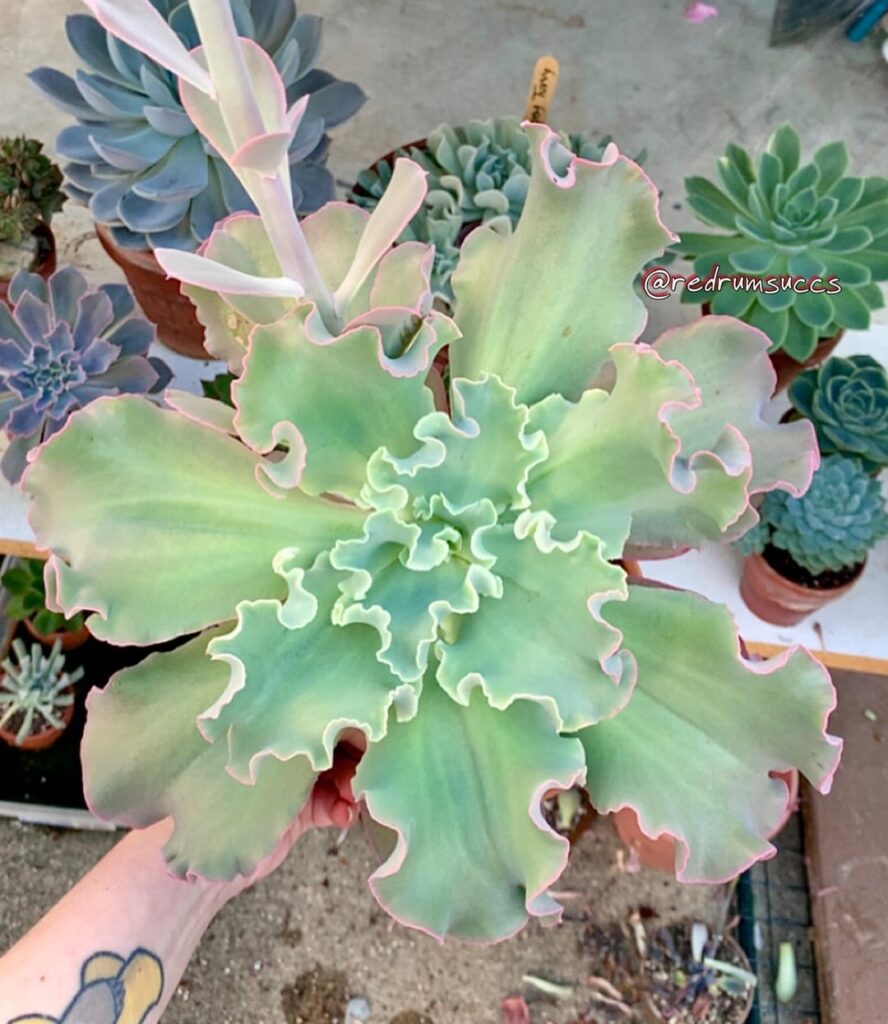 what’s one of your oldest succs?