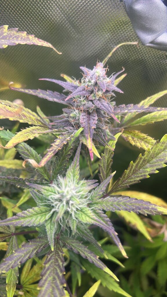 First grow what do you guys think?