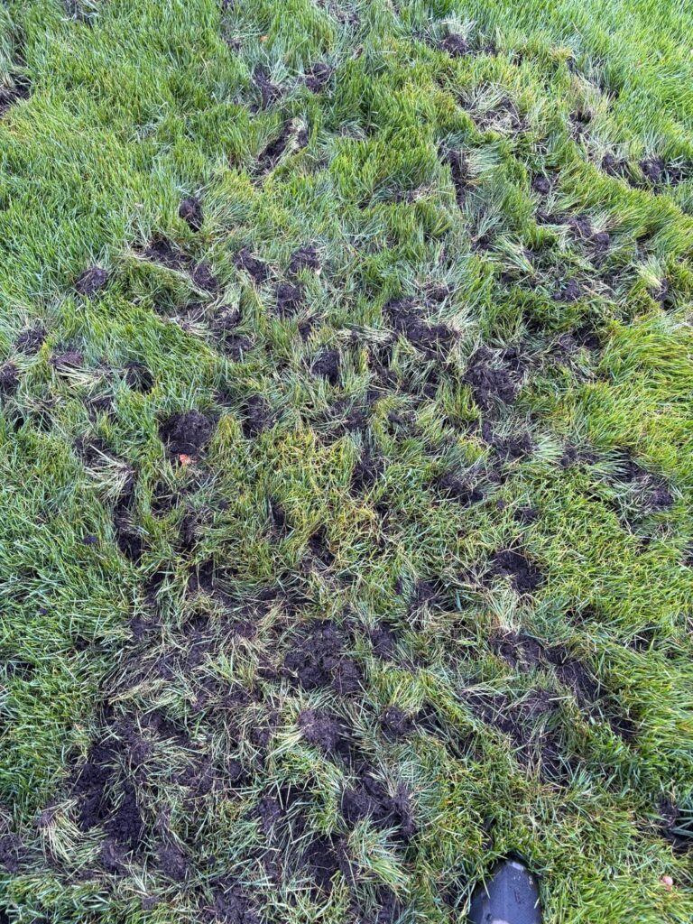 Well they finally did it, they killed my lawn Well they finally did it, they killed my lawn