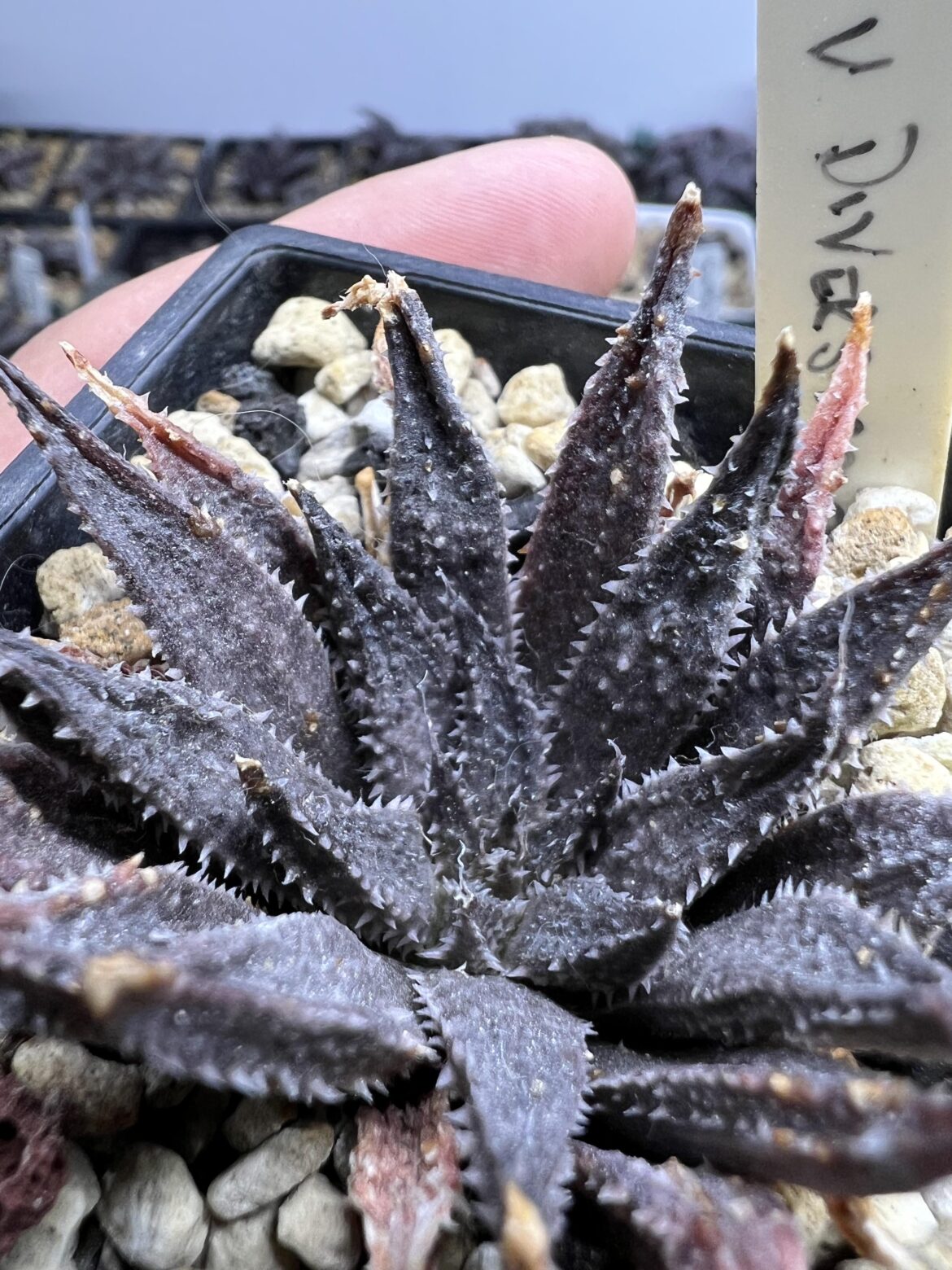 Anybody else has this species? Mirabilis var diversicolor , Mcgregor