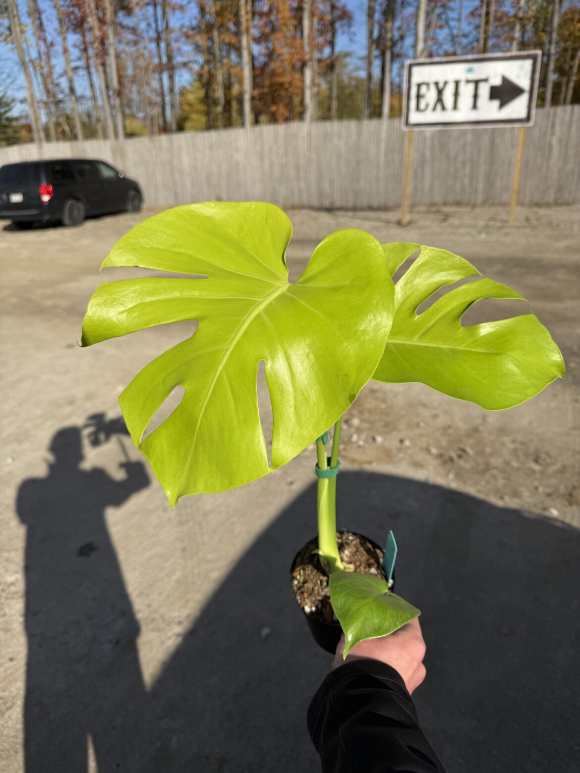 Couldn't even wait to leave the parking lot before snapping a pic. Got myself a lemon-lime deliciosa (though I'm calling it my monstera brat)!
