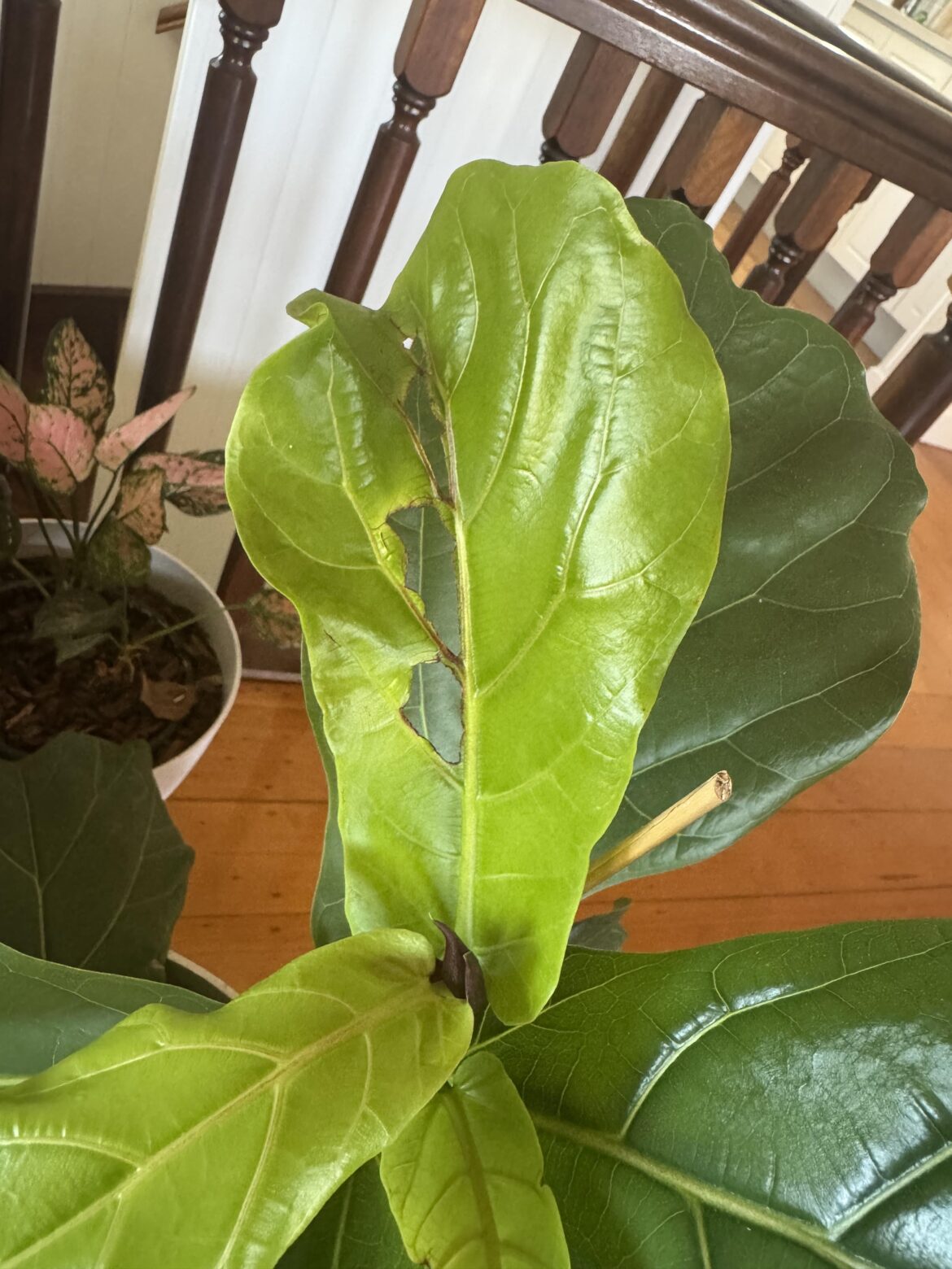 What happened to my fiddle leaf?