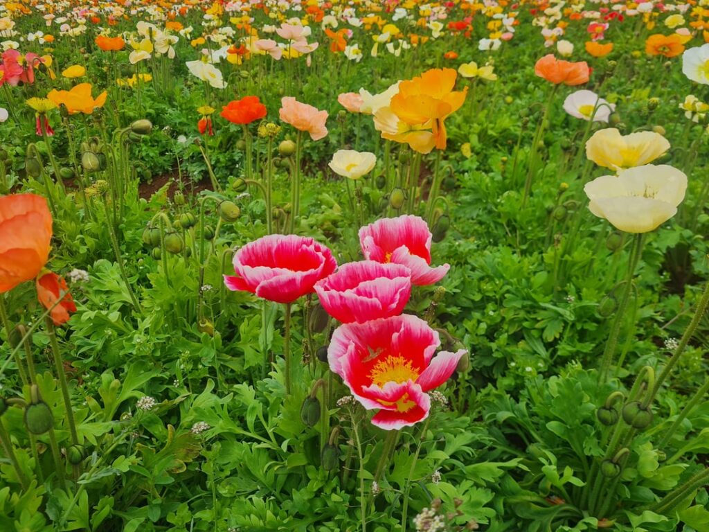 A sea of Poppies and Tulips!