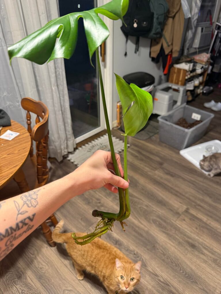 wanting to transfer to soil, but is oddly shaped at the bottom.