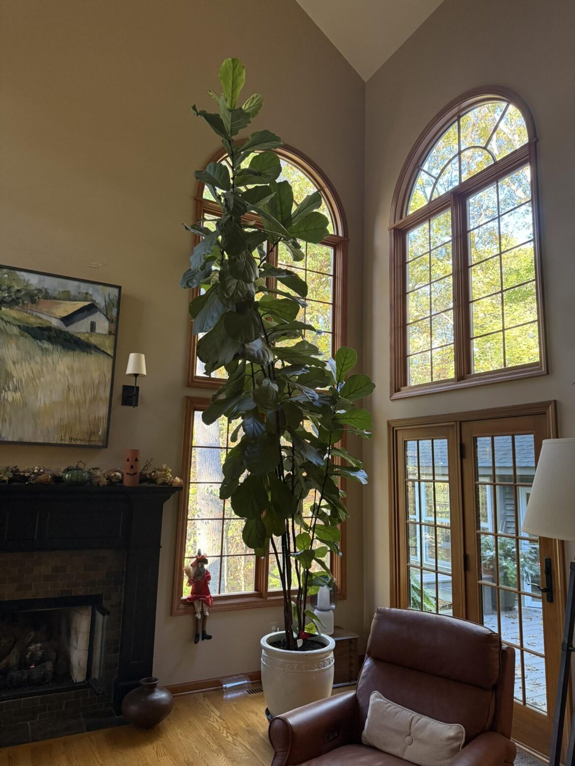 One of my moms Fiddlefig monsters