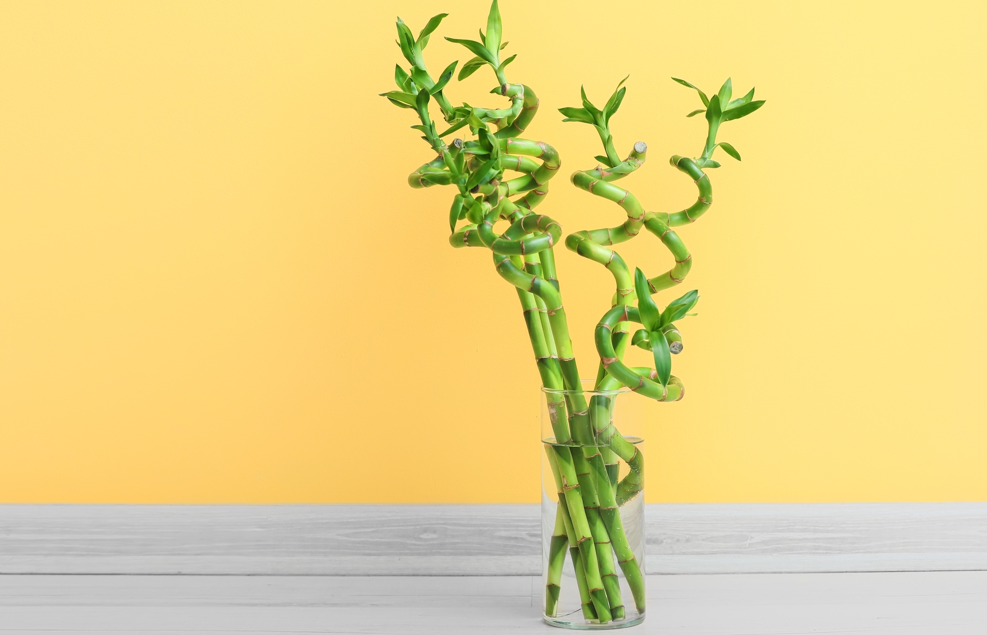 Lucky Bamboo growing in water