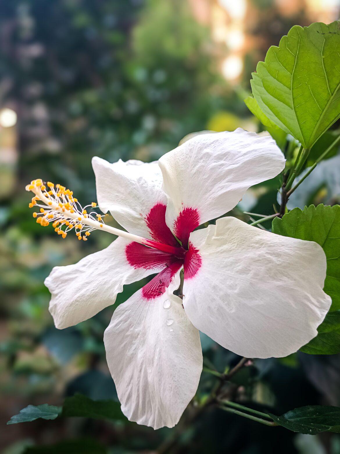 What is this beauty?