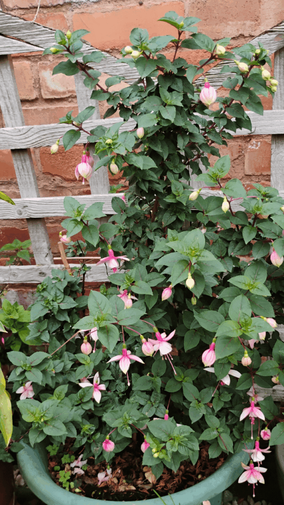 How can I protect this fuchsia How can I protect this fuchsia