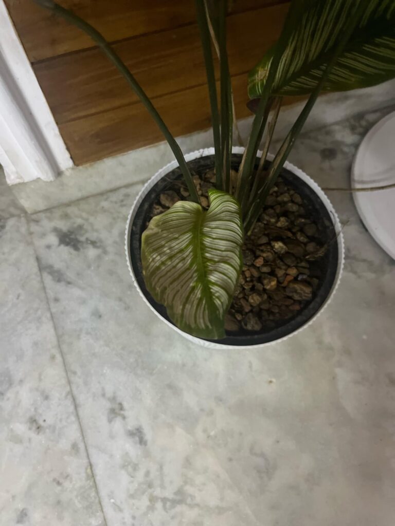 Is there any problem with the new coming leaves. I repotted her just 2 weeks ago