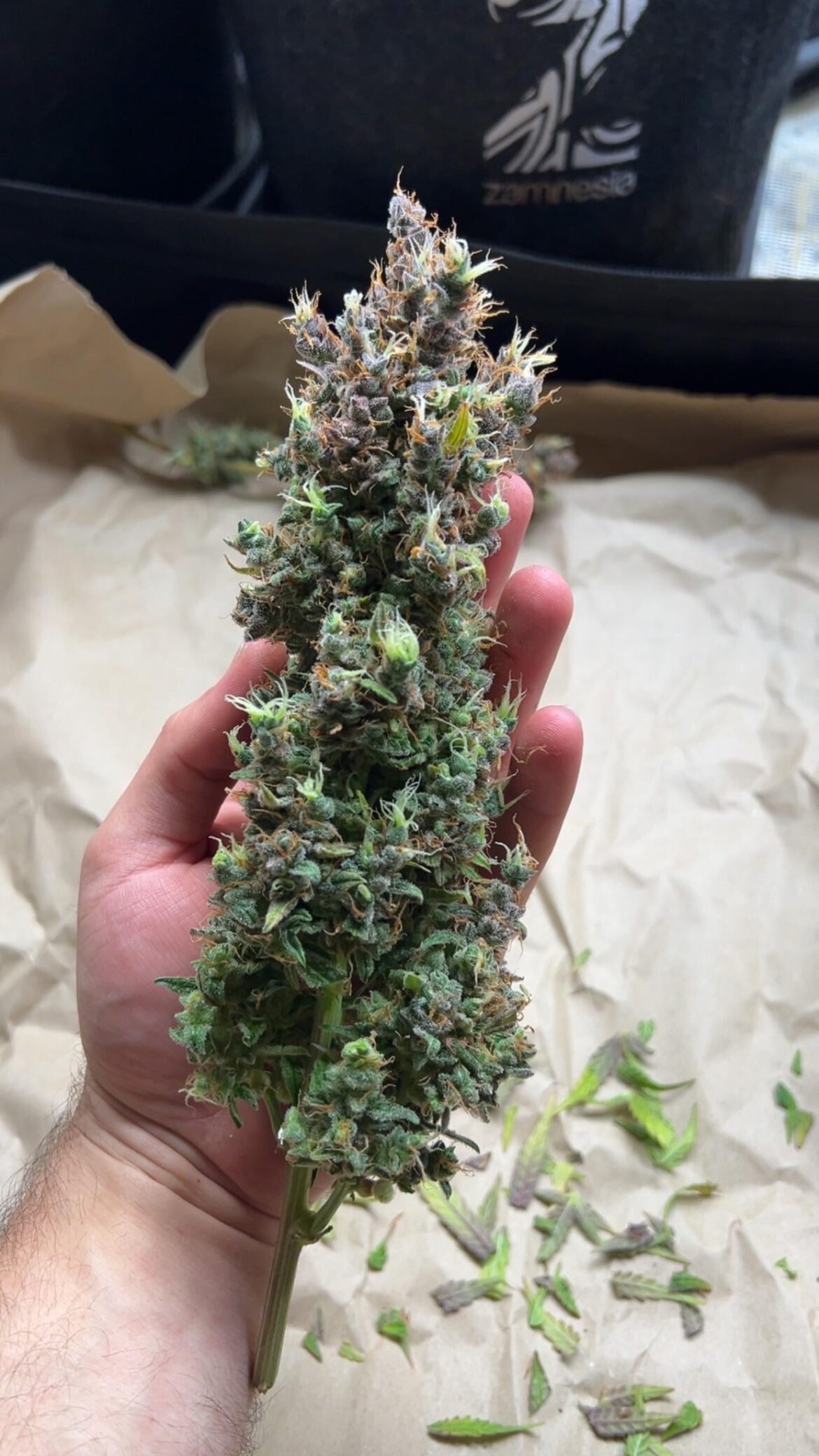 Big bud