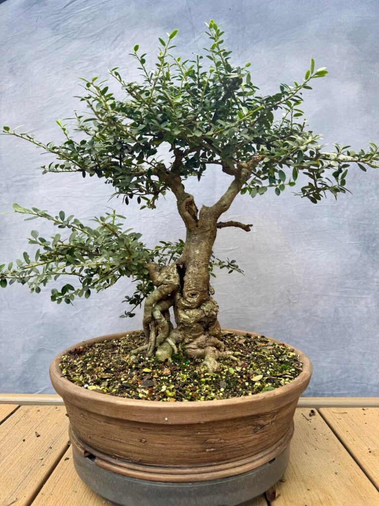 Redesign help on a field grown Ilex crenata Redesign help on a field grown Ilex crenata