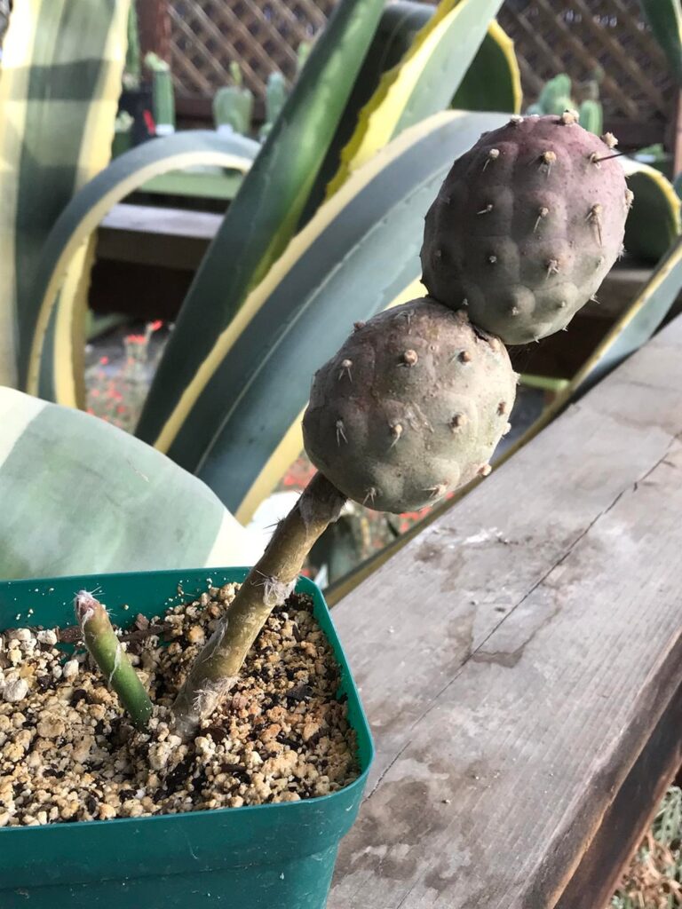Tephrocactus geometricus 17 month update Tephrocactus geometricus 17 month update