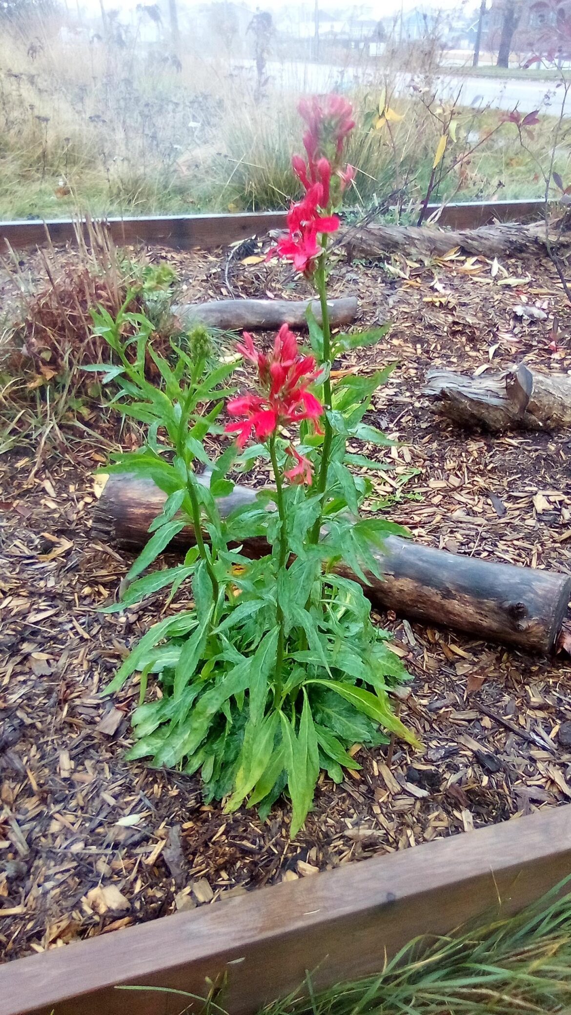My Lobelia in Bloom!