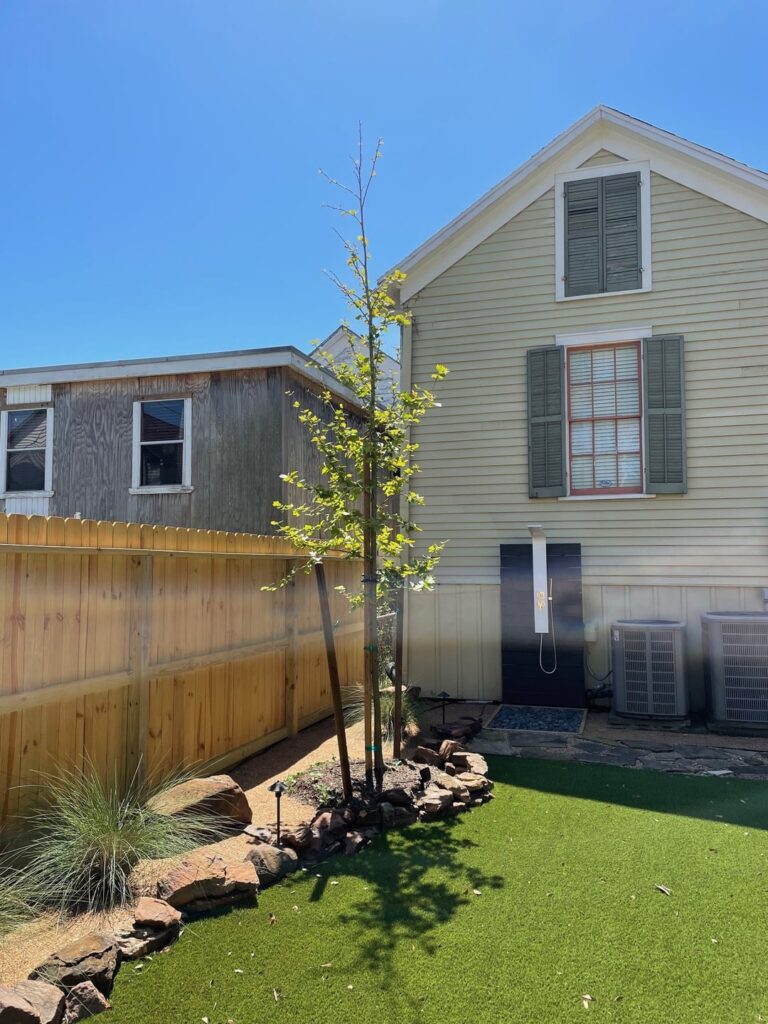 Mexican Sycamore – Growth Rate Mexican Sycamore - Growth Rate