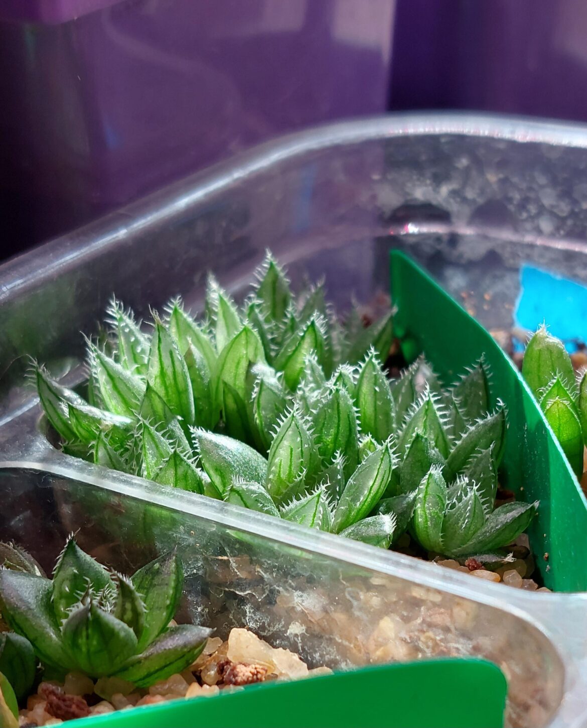 Glowing seedlings, H. cummingii at 5 months