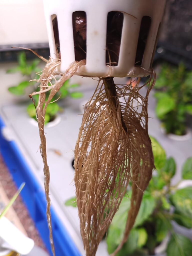 What might me wrong. My hydroponics plants are not growing well.