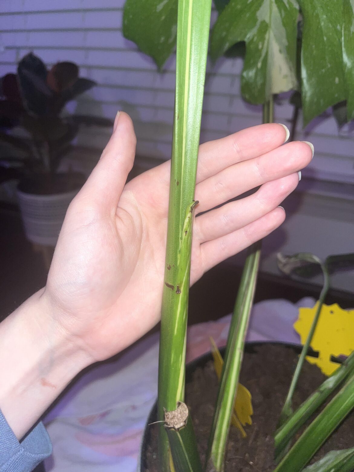 New leaf! Repot or wait? New leaf! Repot or wait?