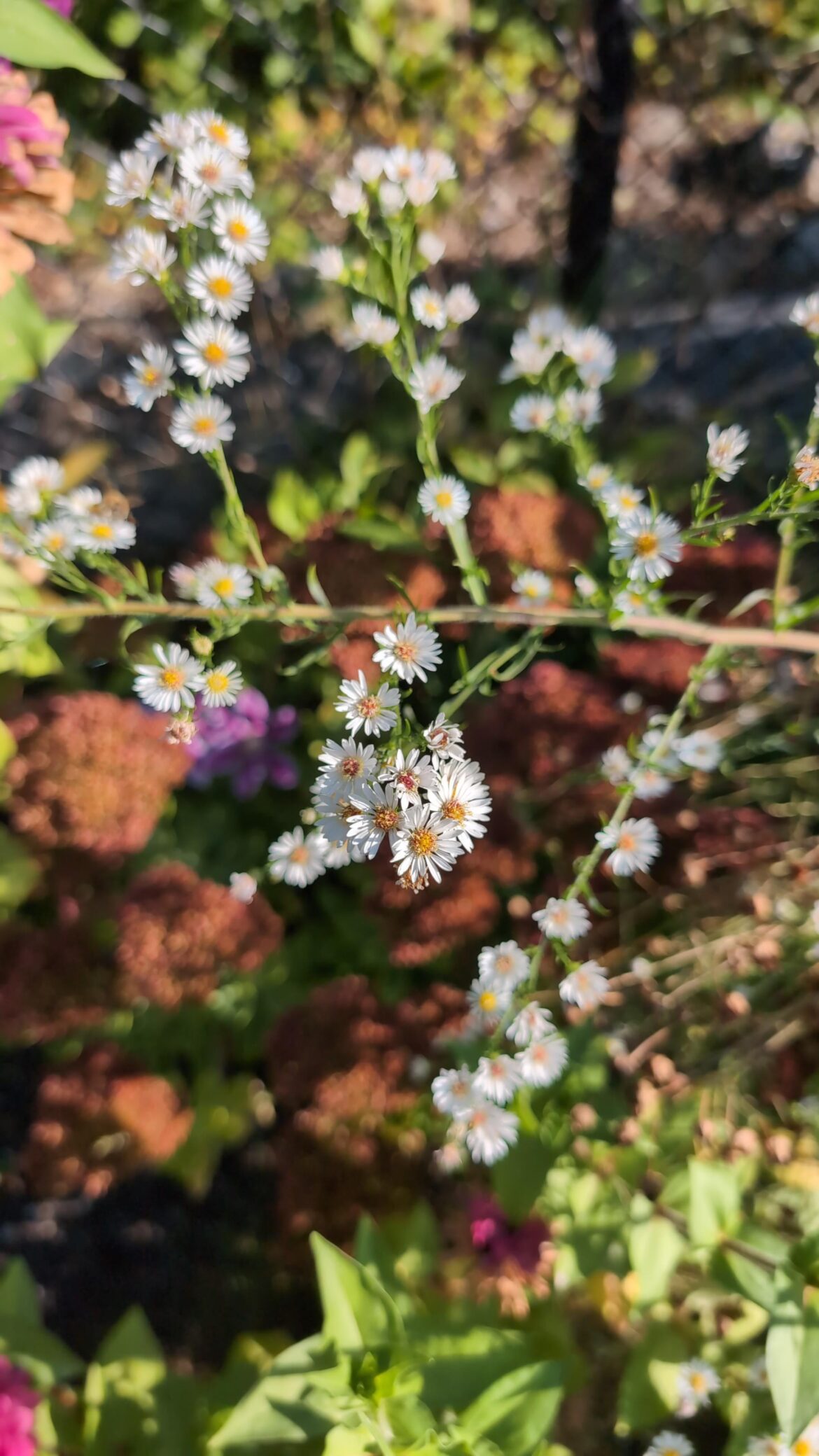 Is hairy aster considered weed? 6B NE Ohio