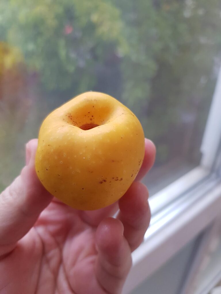 What is this aromatic fruit?