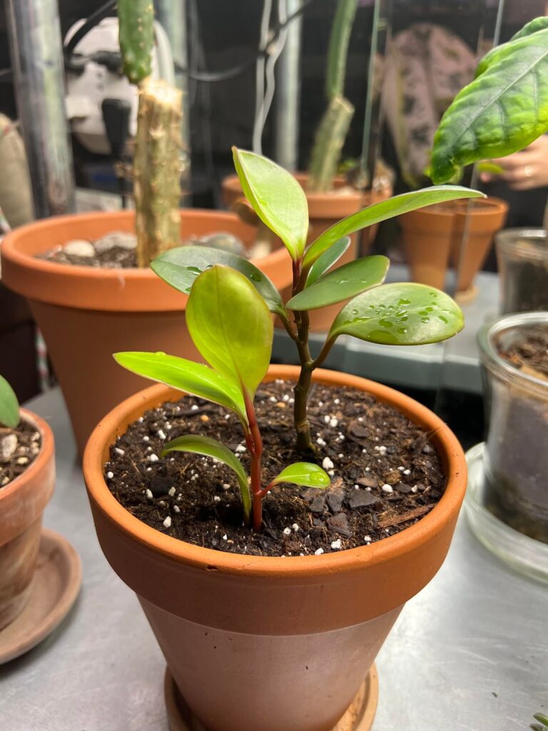 Gifted this prop from a plant that belonged to my landlords great aunt…