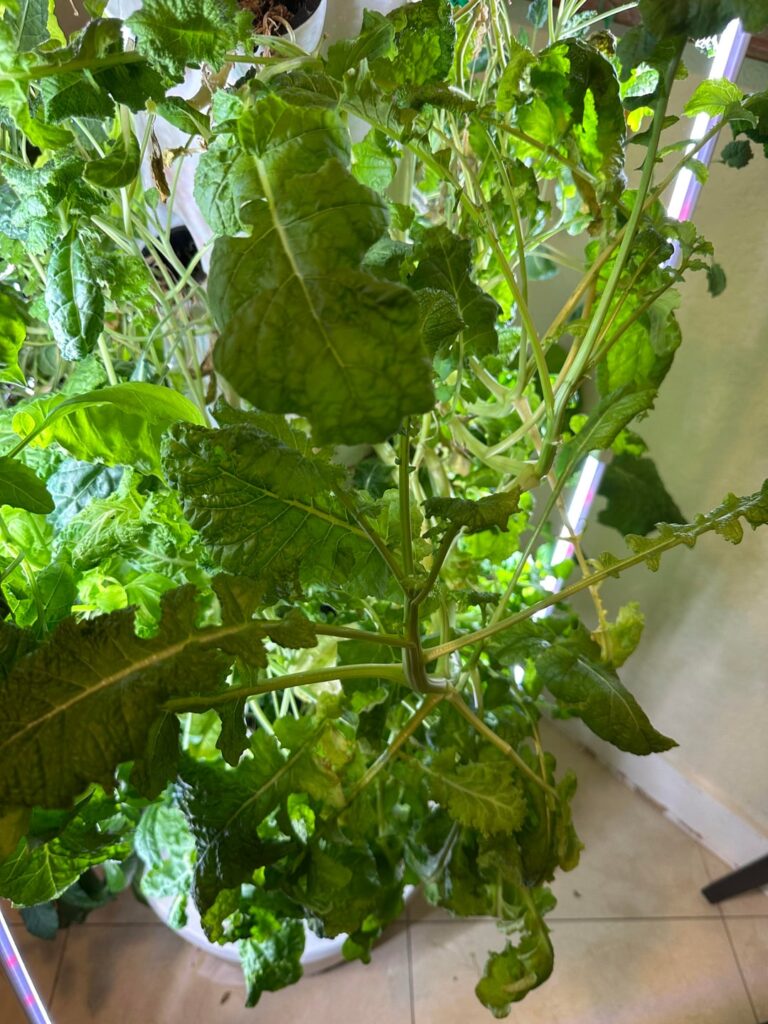 Has anyone successfully gotten broccolini to flower in an Alto vertical garden? Has anyone successfully gotten broccolini to flower in an Alto vertical garden?