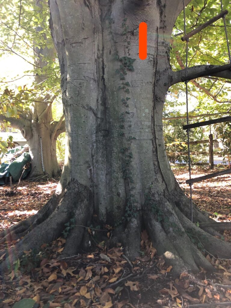 Concerned about large old beech trees Concerned about large old beech trees