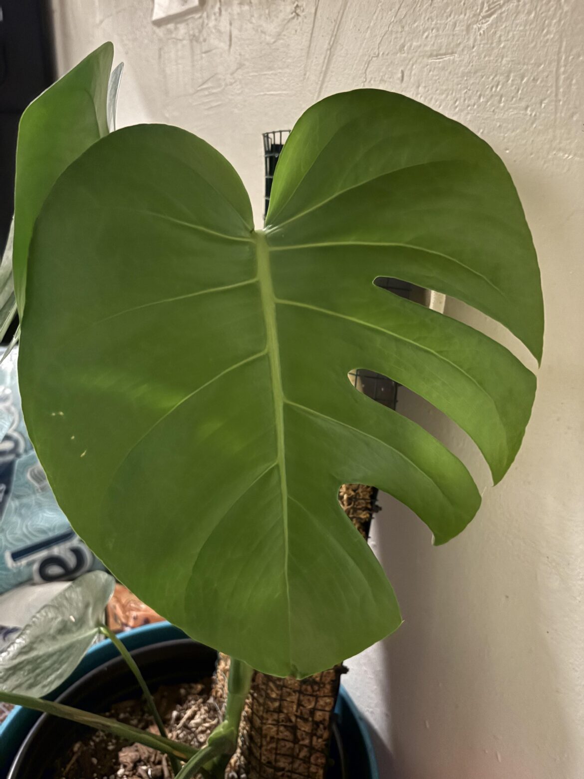My New Half Fenestration Monstera Leaf