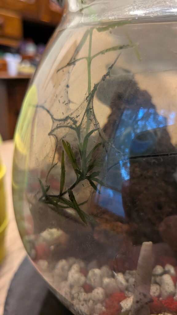 What are these “webs” and what’s making them? What are these "webs" and what's making them?