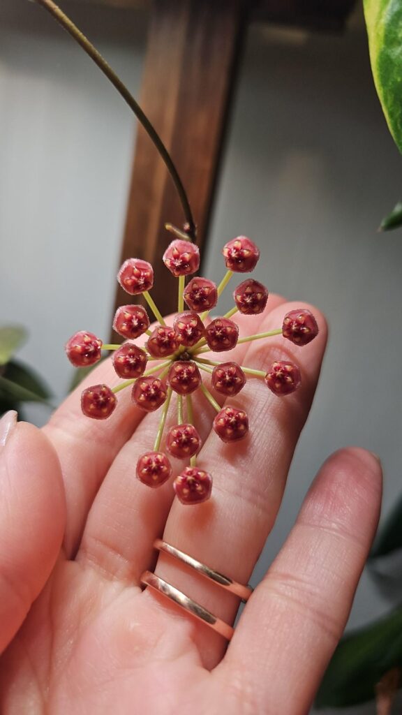 My first Hoya flower! 🌸