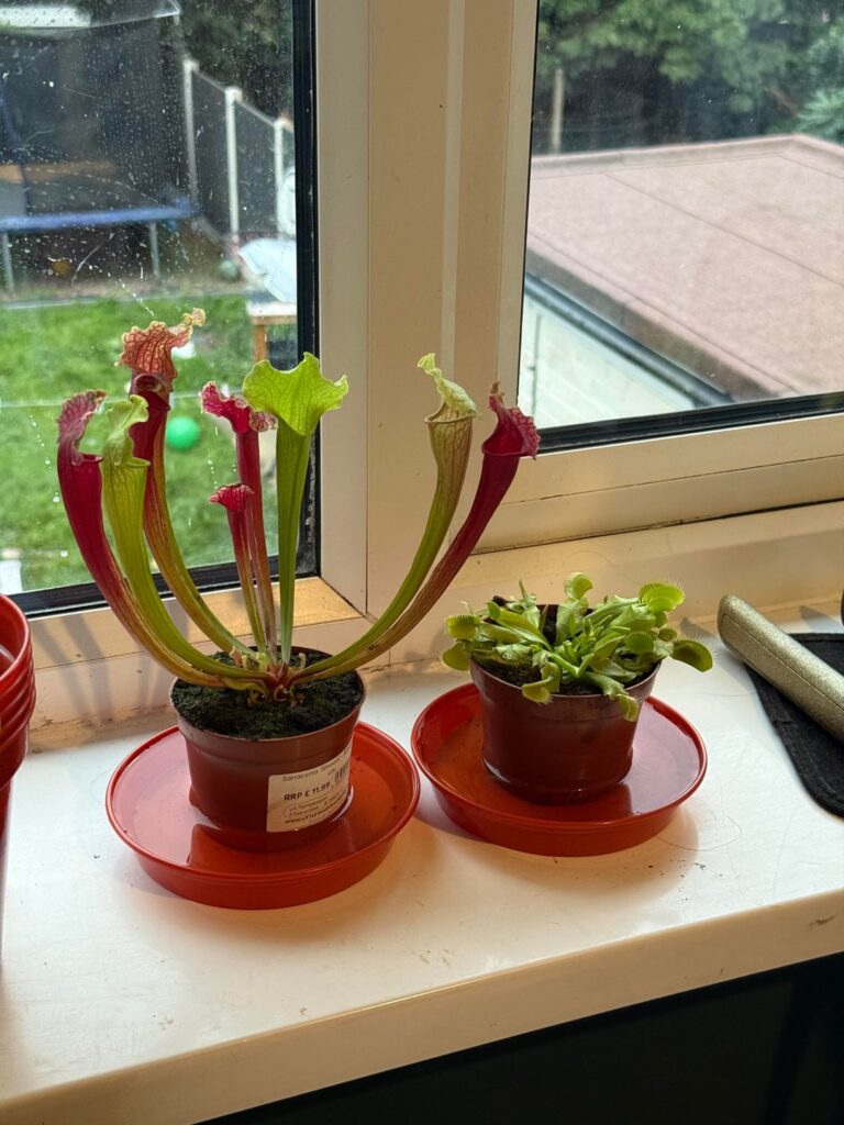 gave my vft a sister! gave my vft a sister!