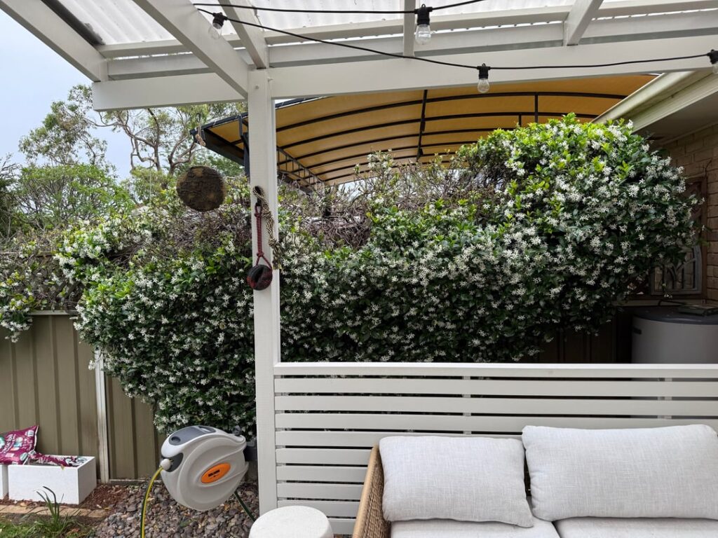 Is my jasmine beyond repair? Is my jasmine beyond repair?