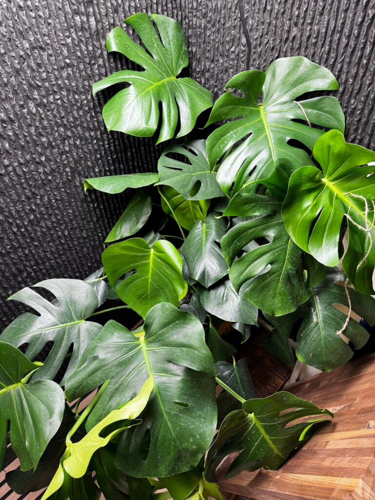 Would it be ok to thin this out a bit?