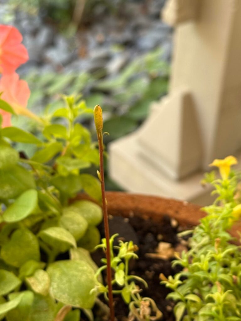 Plant ID: This Sprout