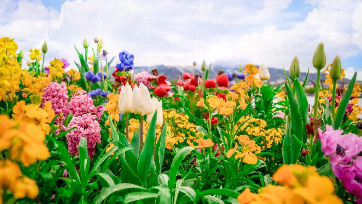 Gardener shares simple hack to keep pests off plants: ‘Great advice’ One gardener shared their expert advice on why marigolds and companion planting are essential for a thriving garden.