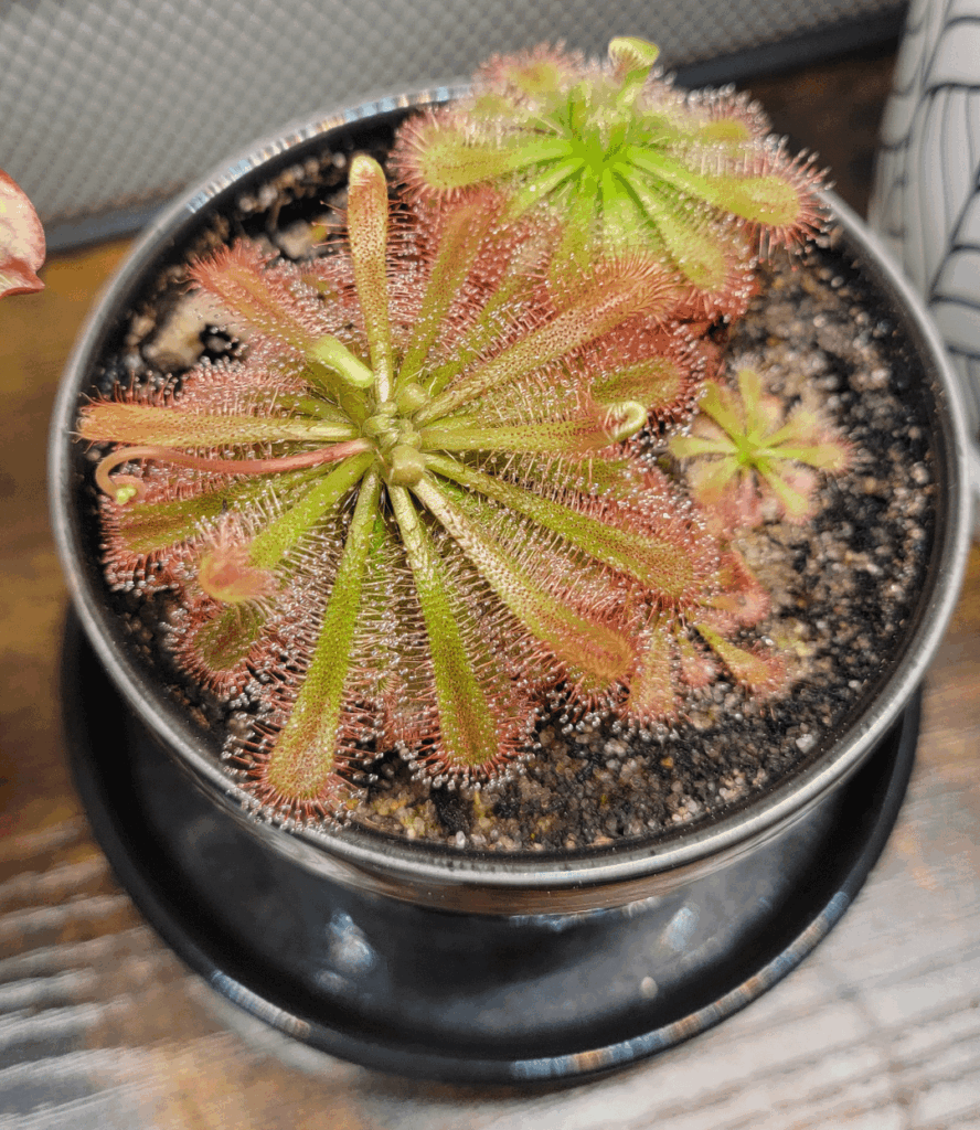 Drosera ID Drosera ID