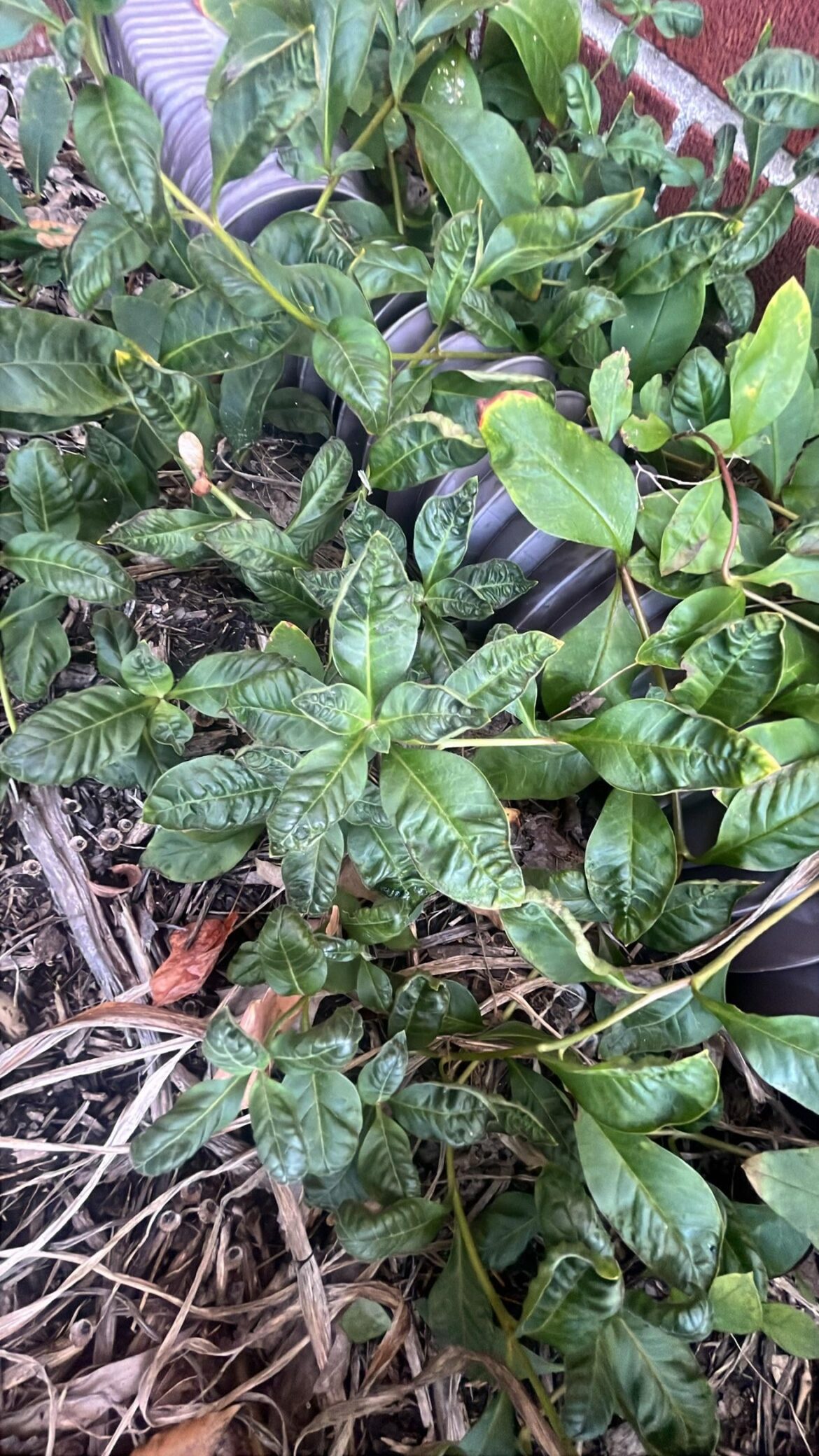 Can anyone ID this plant?