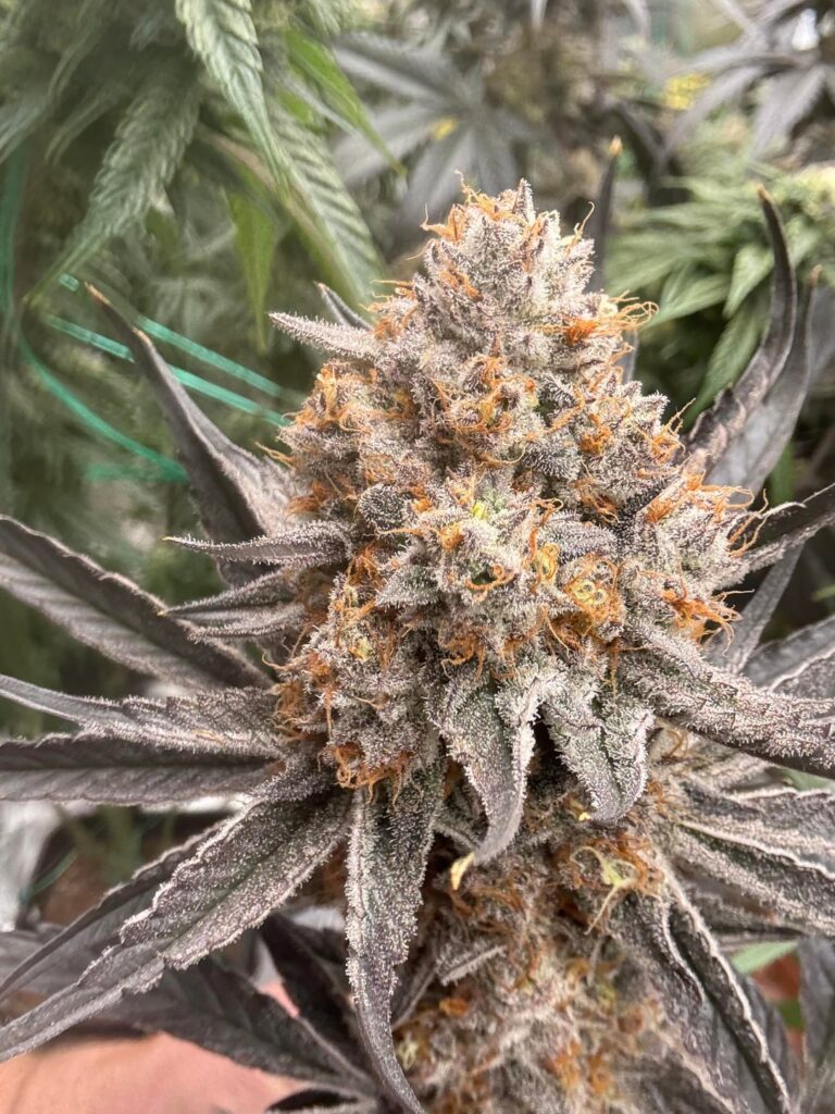 Ready? She is for my preference