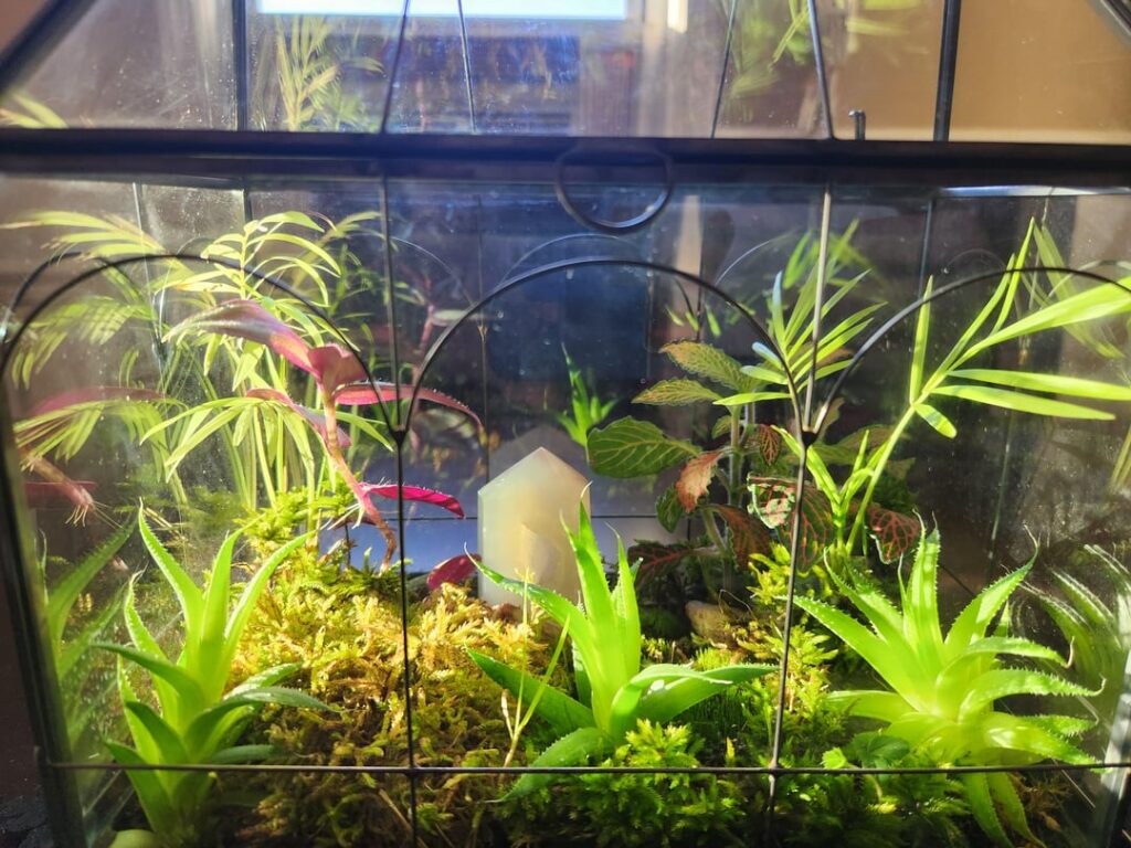 My 1st terrarium. How'd I do?