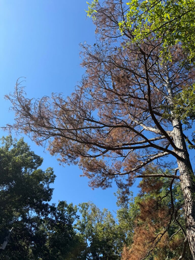 Pine Tree Health issue? Pine Tree Health issue?