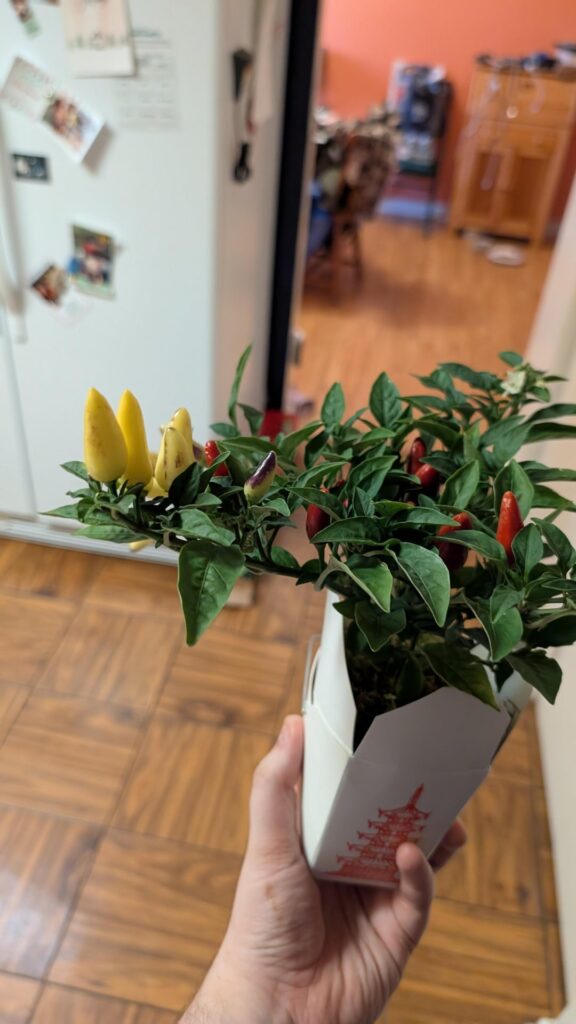 What kind of pepper plant is this and will it kill my cat if he bites it