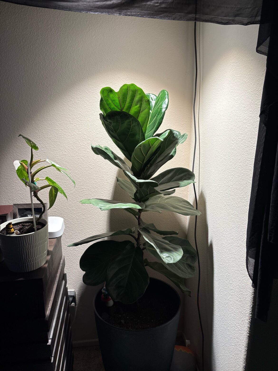 How to make it branch off