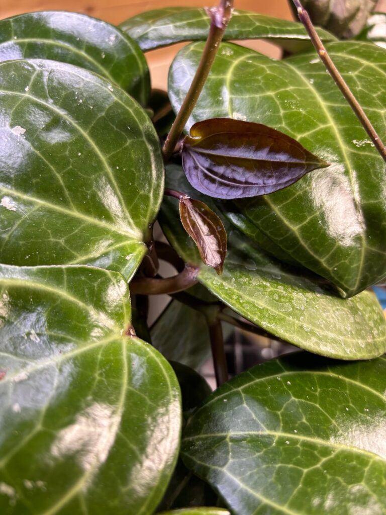 I can’t stop looking at these leaves!🍃 🍂 👀