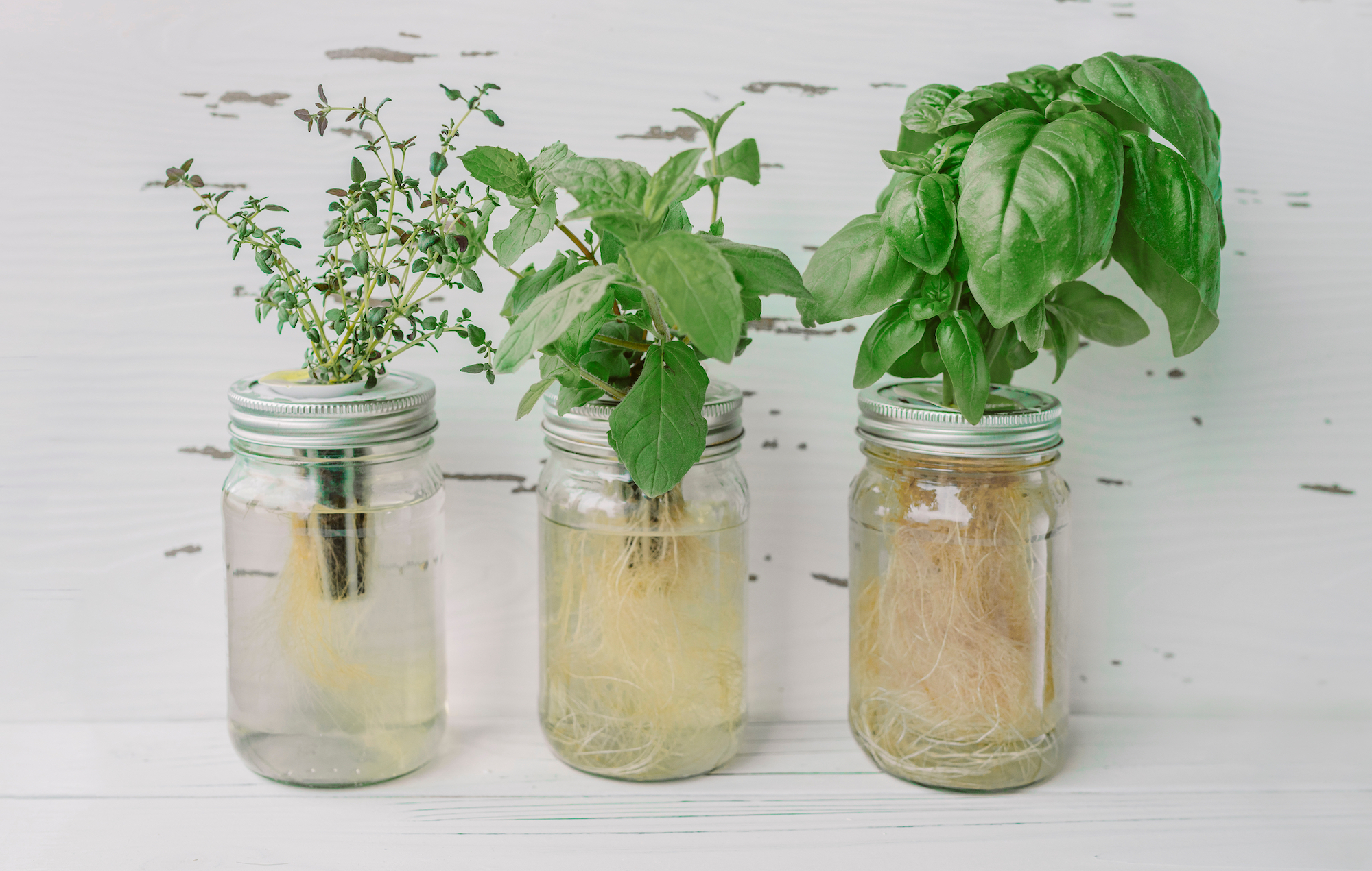 thyme, mint, and basil growing in water