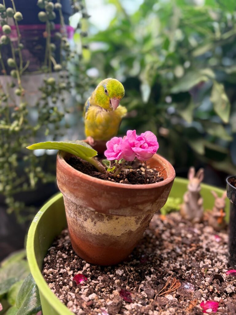 Blooming harder!