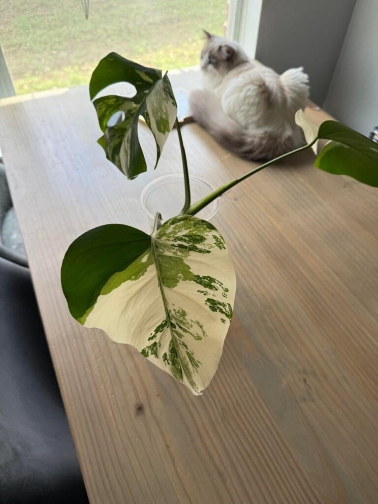 6 month update on my albo, from cutting to thriving potted plant. 6 month update on my albo, from cutting to thriving potted plant.