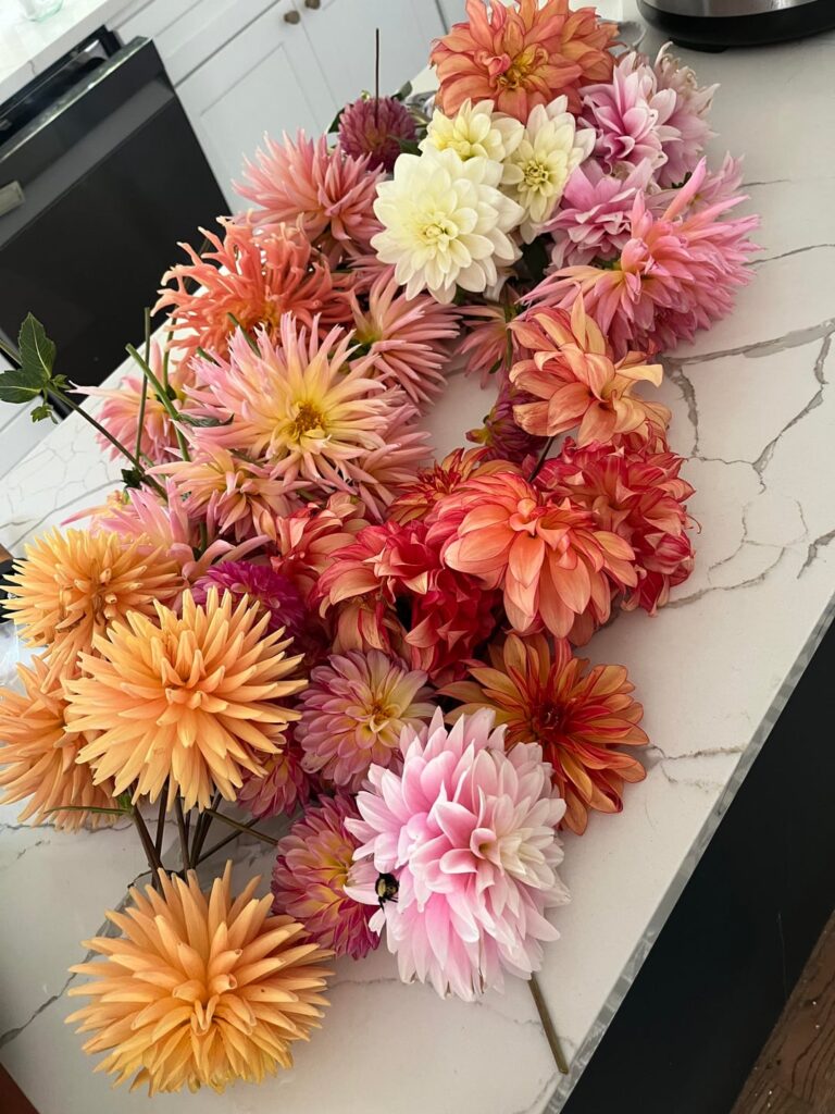 Dahlia harvest