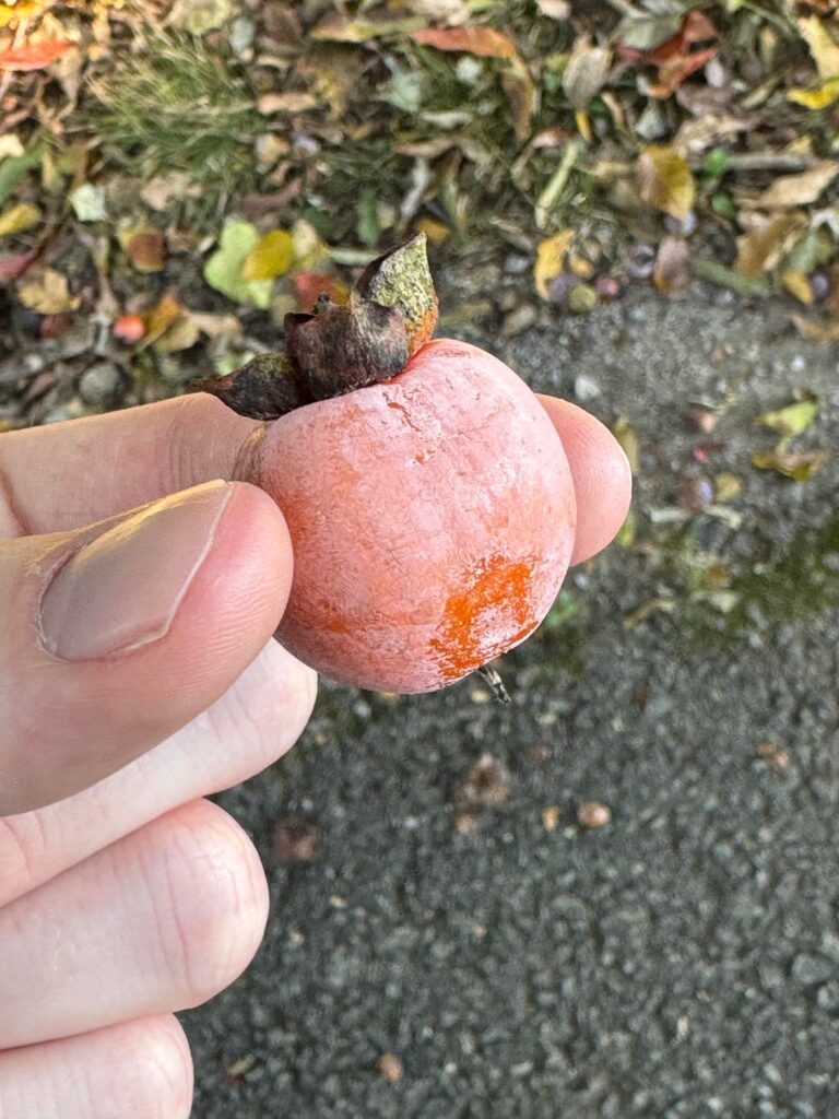 What is this fruit/berry?